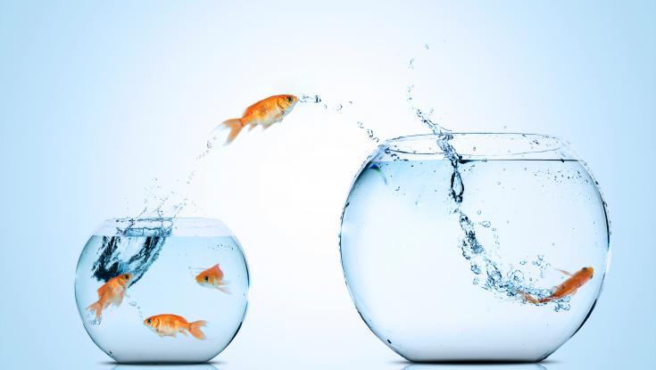 Fish jumping from one bowl to another