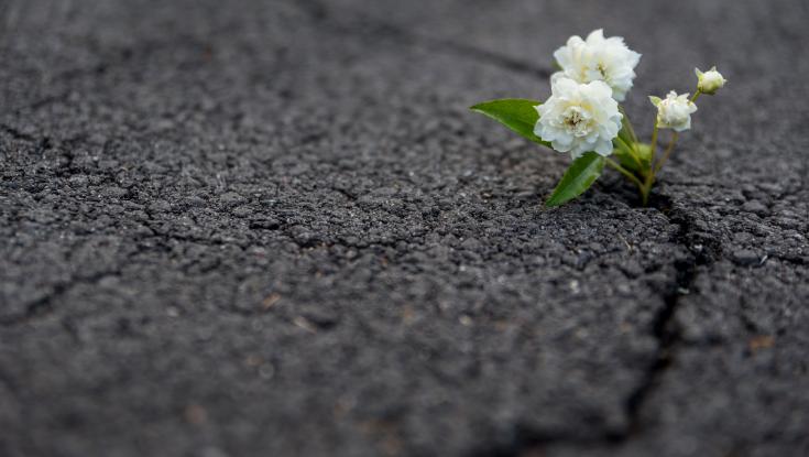 A flower growing out of concrete
