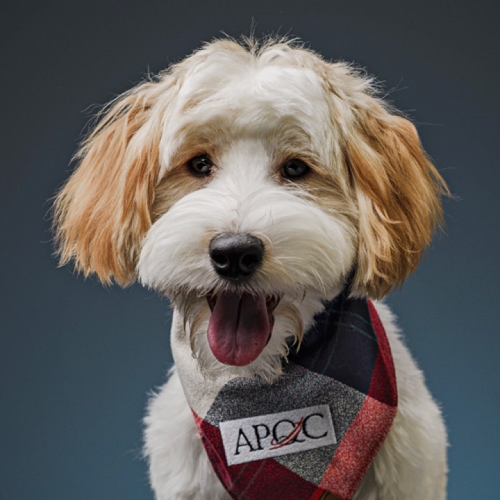 A picture of a white and tan dog with a bandana on