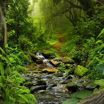 Navigating The Virtual Collaboration Tool Jungle
