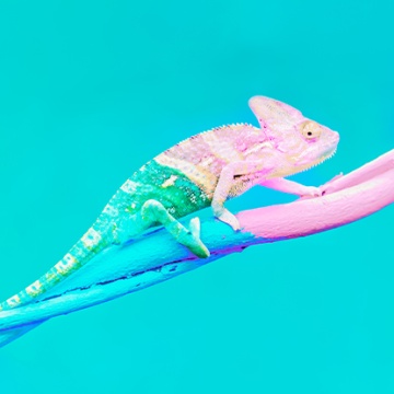 How Do Nonprofits Change So Fast? 