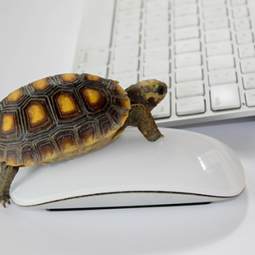 graphic: a turtle moving slow over a keyboard. Slow Down to avoid change fatigue